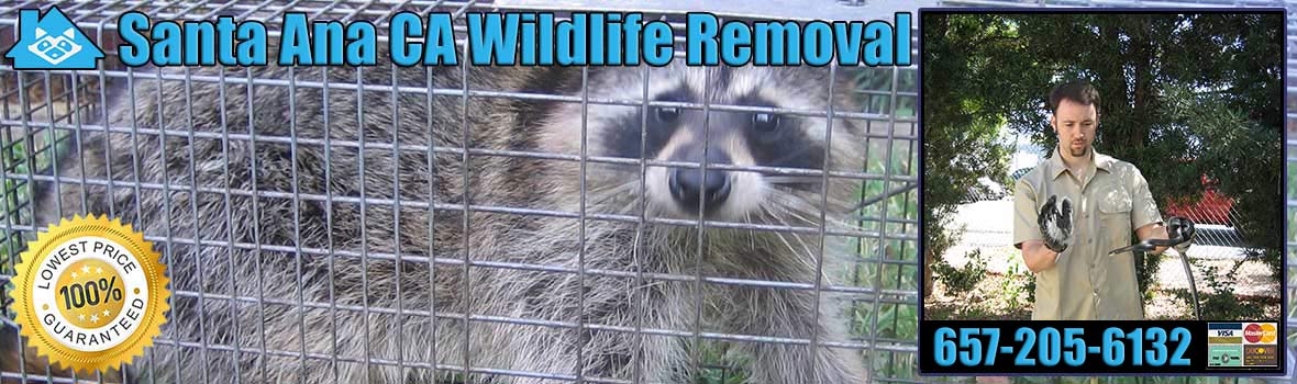 Santa Ana Wildlife and Animal Removal